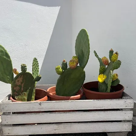 Lejlighed Monteverde Double Terrace Penthouse Rom