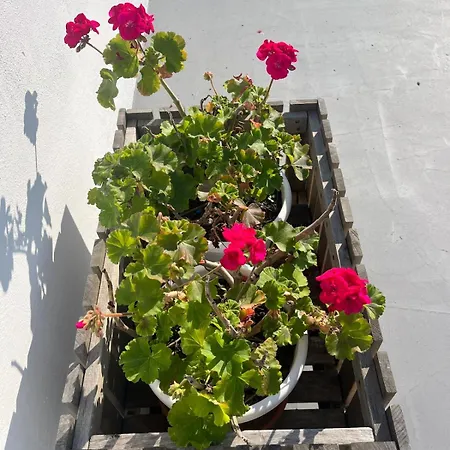 Lejlighed Monteverde Double Terrace Penthouse